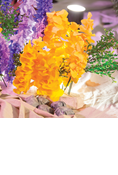 True North: Trusting Jesus in a Wild World Alaskan Flower Crepe Paper
